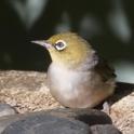 Zosterops lateralis (Silvereye).jpg